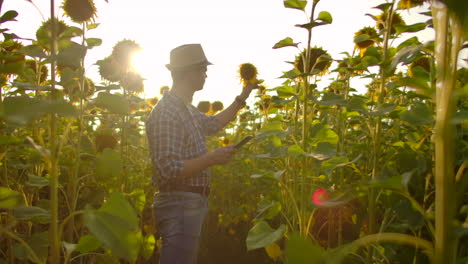 Ein-Bauer-Mit-Strohhut-Und-Kariertem-Hemd-Läuft-An-Einem-Sommertag-über-Ein-Feld-Mit-Vielen-Großen-Sonnenblumen-Und-Schreibt-Deren-Eigenschaften-Für-Seine-Wissenschaftliche-Arbeit-Auf-Sein-IPad.