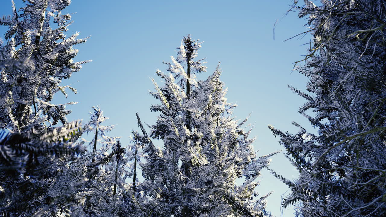 Snow covered pine trees reach for bright blue sky during winter day