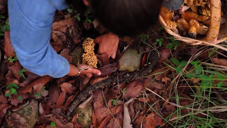 Frau-Sammelt-Ramaria-Pilze-Und-Legt-Sie-In-Den-Korb