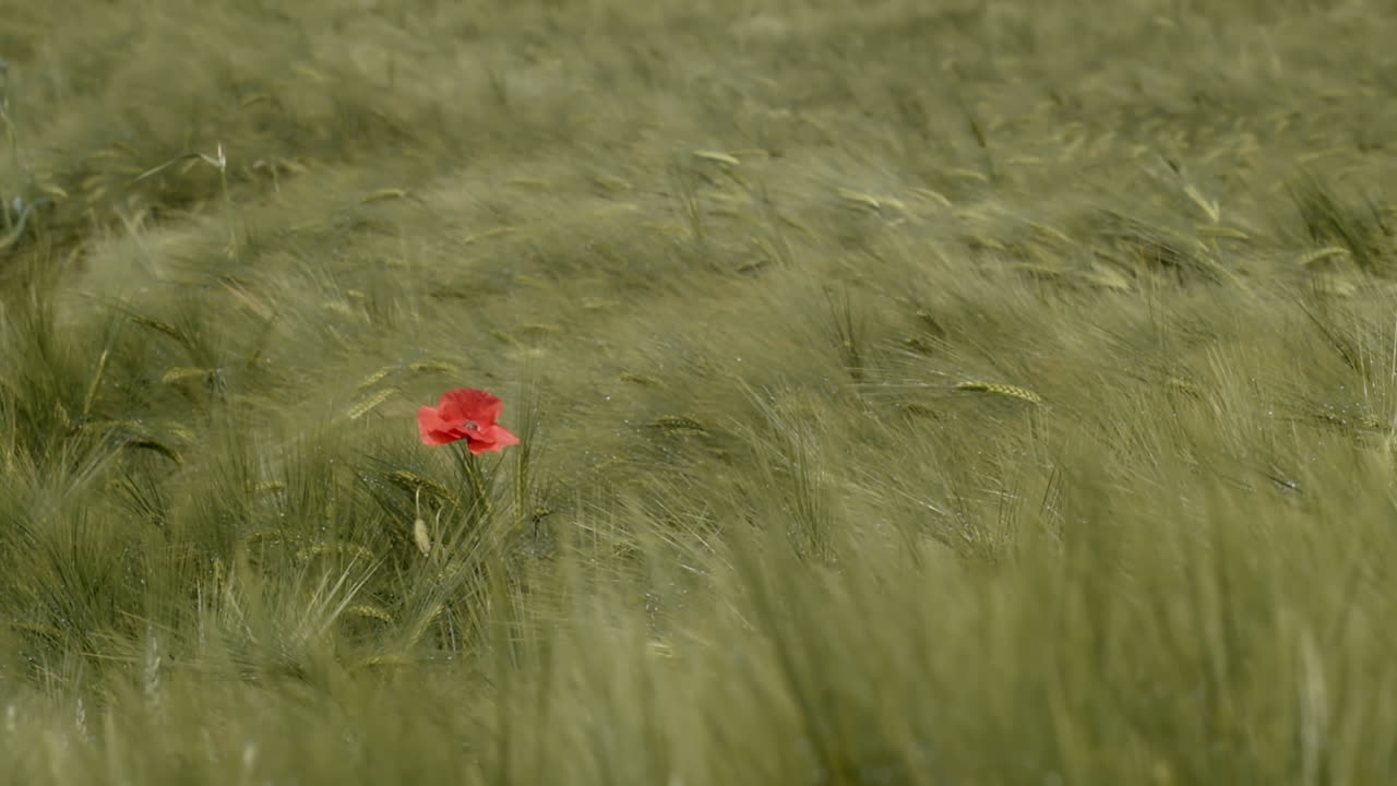 Fiore rosso solitario in un campo erboso, al rallentatore