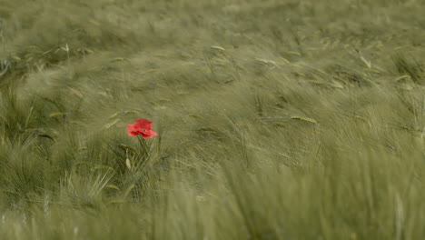 red flower alone in grassy field, slow motion