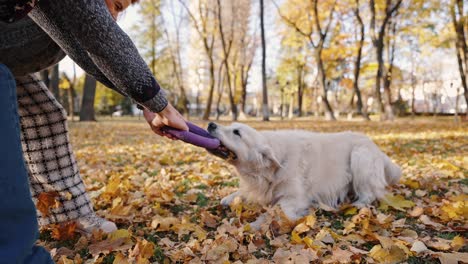 pet training concept. dog biting and pulling rubber circle, playing with owners couple in autumn park, tracking shot