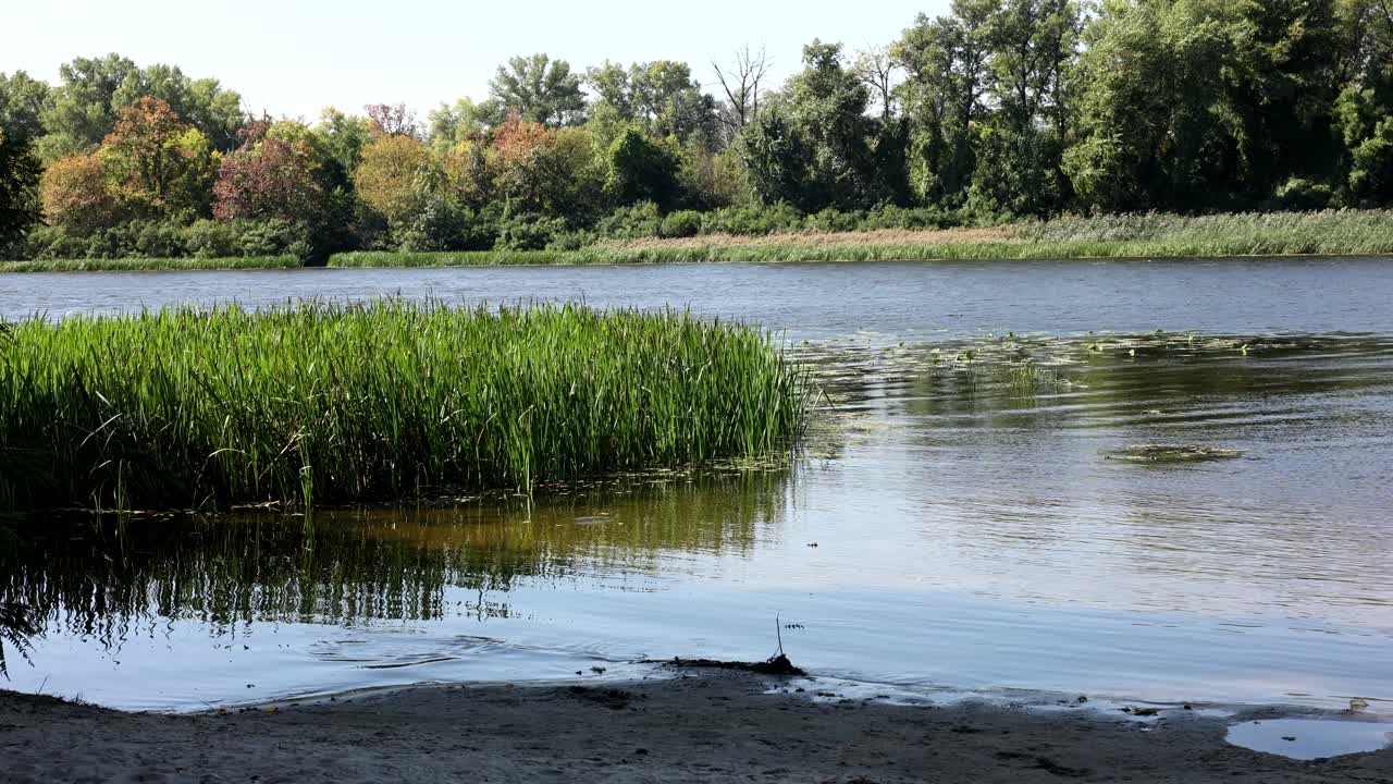 Scéna na břehu řeky s rákosím a stromy