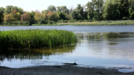 riverbank scene with reeds and trees