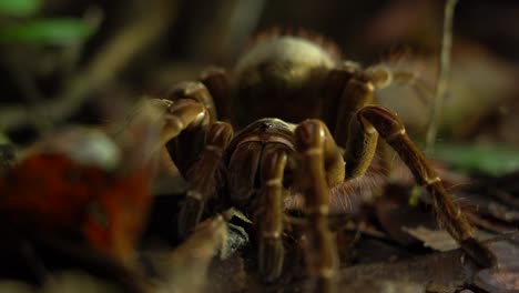 Araña-Goliat-Que-Come-Pájaros-Espera-En-Una-Emboscada-A-Su-Presa