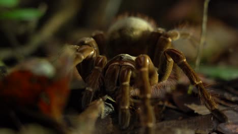 araña goliat que come pájaros espera en una emboscada a su presa