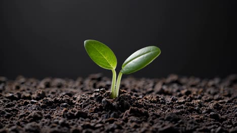 video of a small plant sprouting from soil, symbolizing growth and renewal