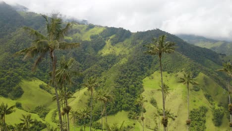 Drone-Vuela-Más-Allá-De-Hermosas-Palmeras-De-Cera-En-El-Valle-De-Cocora-En-Colombia