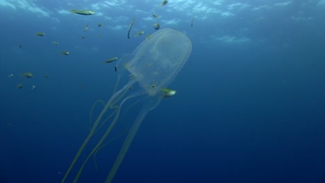 Box-Jellyfish-at-Koh-Tao-2