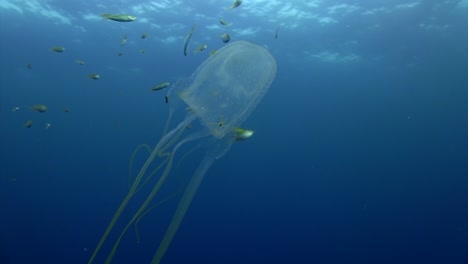 box jellyfish at koh tao-2