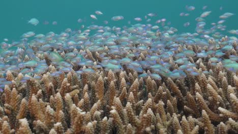 peces vibrantes en el jardín de arrecifes de coral duro gran barrera de coral