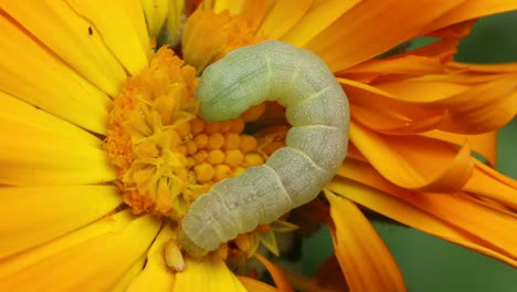 A-green-caterpillar-resting-on-a-bright-orange-marigold-flower