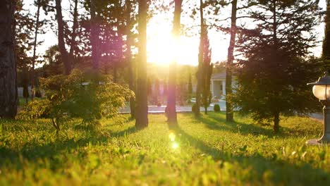 slowmotion macro video of grass at golden hour with the sun shining