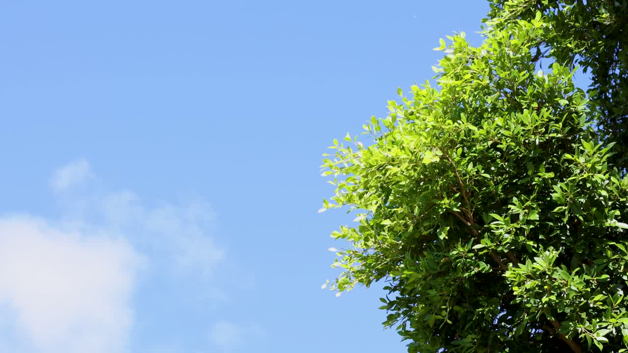 A tree canopy sways gently under a bright blue sky with scattered clouds, captured in Byron Bay, Australia