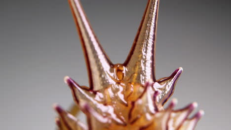 close-up of a spiky translucent glass sculpture