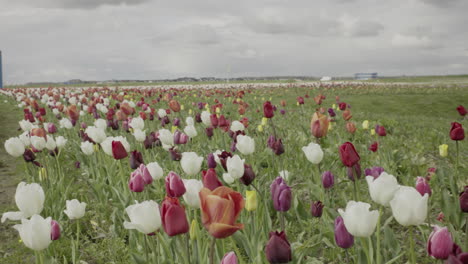 Nahaufnahme-Bunte-Tulpenblumen