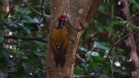 Visto-Desde-Atrás-Mientras-La-Cámara-Se-Acerca-A-Esta-Ave-Mientras-Se-Alimenta,-Llama-Común-Dinopio-Javanense,-Macho,-Tailandia