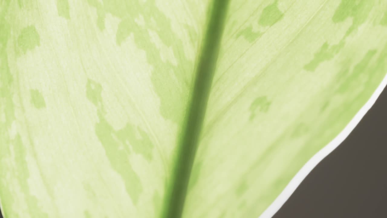 micro vídeo de primer plano de la hoja verde con espacio de copia