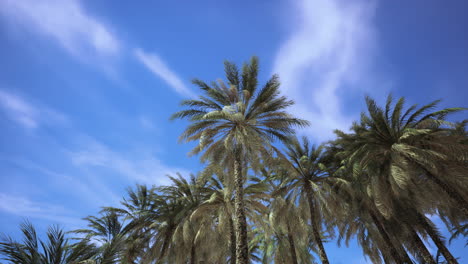 palm trees against a blue sky