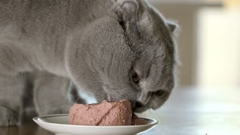 scottish fold cat eating from plate on kitchen. gray fluffy cat eats canned food. pets food in bowl. beautiful grey domestic pedigreed cat eating, close-up of a cat's muzzle, close up, macro, 4k