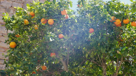 Un-Naranjo-Cargado-De-Naranjas-Maduras,-Iluminado-Por-El-Suave-Resplandor-Del-Sol,-Que-Presenta-Un-Espectáculo-Delicioso