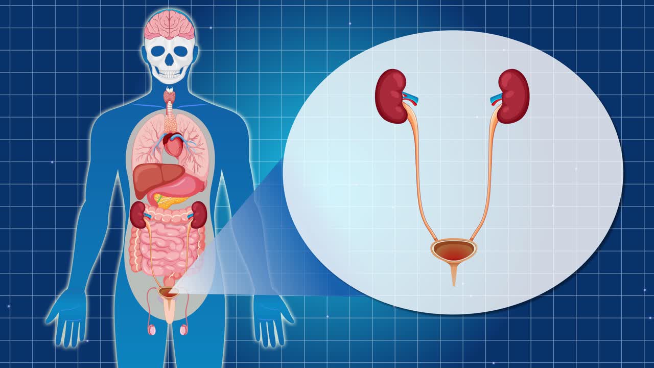 Animation illustrating the human urinary system, highlighting the bladder and kidneys with clear anatomical visuals and transitions