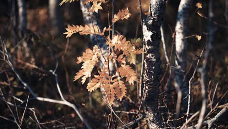 un primer plano de las ramas oscuras y retorcidas con hojas de otoño brillantes