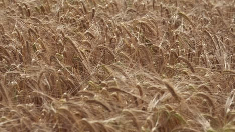 a summer crop of corn swaying in a strong breeze in worcestershire, england