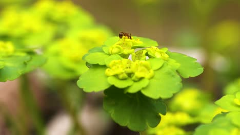 Bloom-of-alternate-leaved-golden-saxifrage-growing-by-a-brook-and-moved-by-wind,-with-red-ant