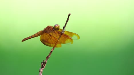 libélula, ala de terciopelo cobrizo, neurothemis fluctuans