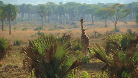 jirafa paseando por la sabana africana