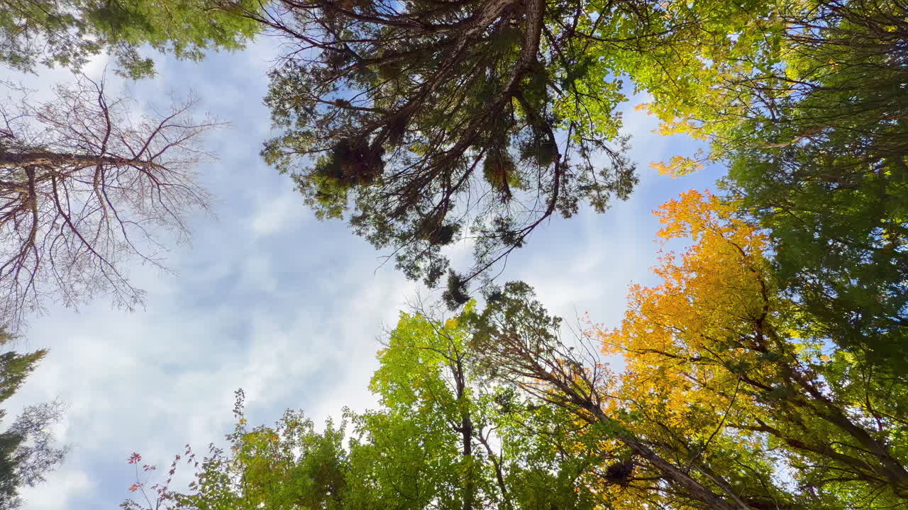 Trees With Fall Foliage Gently Swaying With Wind In The Forest During Autumn. - zoom out shot