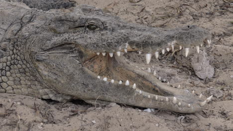 a closeup of a crocodiles head with opened jaws