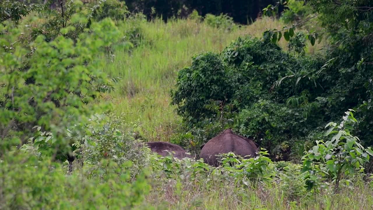 Asya filleri nesli tükenmekte olan türlerdir ve aynı zamanda Tayland'ın yerli sakinleridir