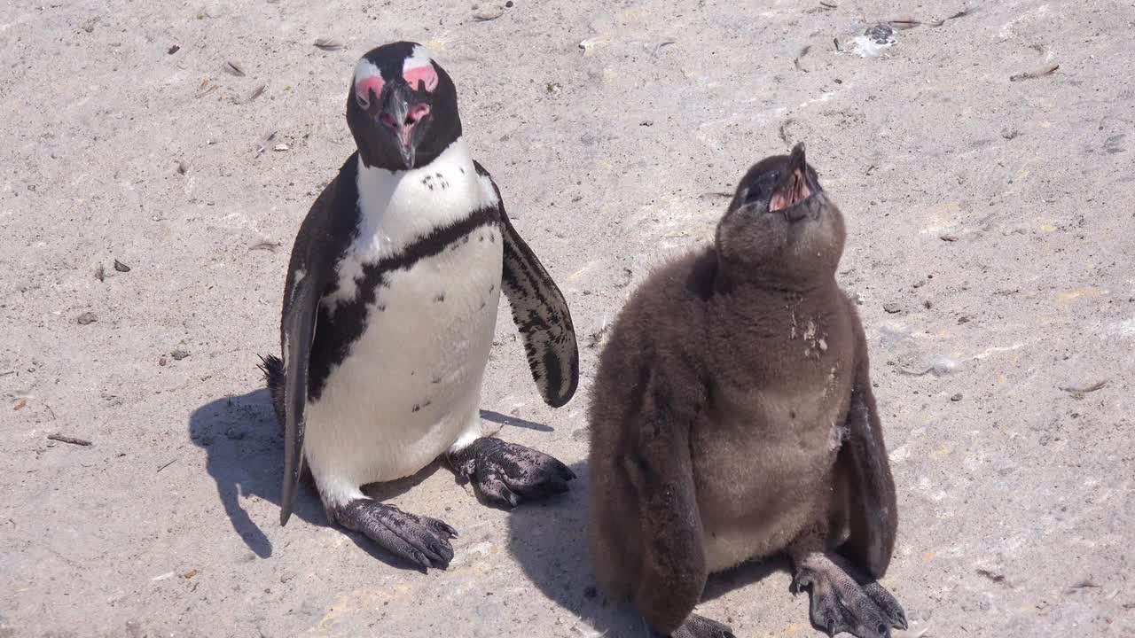jackass pingüino de patas negras madre y bebé llorando en una playa en el cabo de buena esperanza sudáfrica
