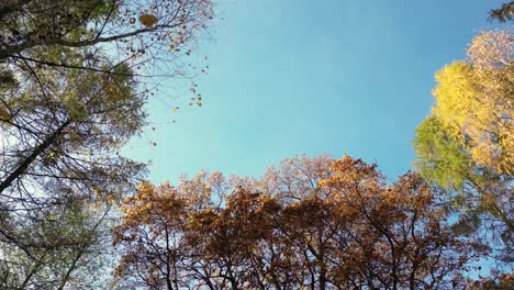 aerial view of a rural road with a black car in yellow and orange autumn forest