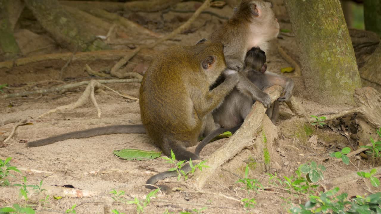 Crab-eating macaque monkey primate family wildlife wild animals up-close