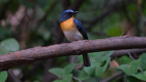 la cámara se aleja mientras este pájaro mira hacia la derecha, mosquito azul indochino cyornis sumatrensis macho, tailandia