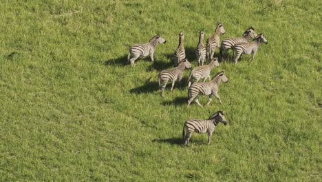 hwange park zimbabwe aerial v15 zoomed birds eye view fly around a herd of wild zebras roaming freely on the grassland on a sunny day - shot with mavic 3 pro cine - jan 4th 2024