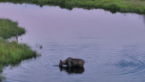 Elche-Stehen-Im-Fluss-Und-Ernähren-Sich-Von-Wasserpflanzen-Unter-Der-Oberfläche