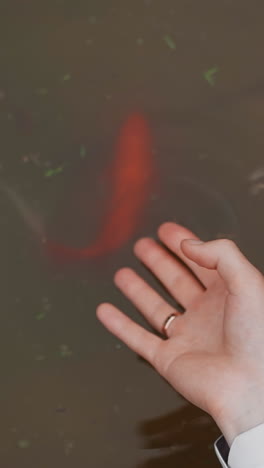 guy reaches out hand to koi carps swimming in small lake in garden closeup slow motion. animals exposed in public zoo. enjoying unity with nature