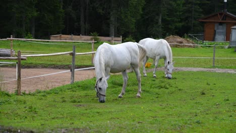 horses eating grass on a countryside farm in europe