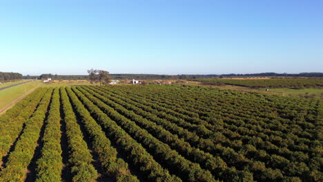 aerial view of farm with orange tree plantation in rural agricultural landscape. modern agriculture. argentina.