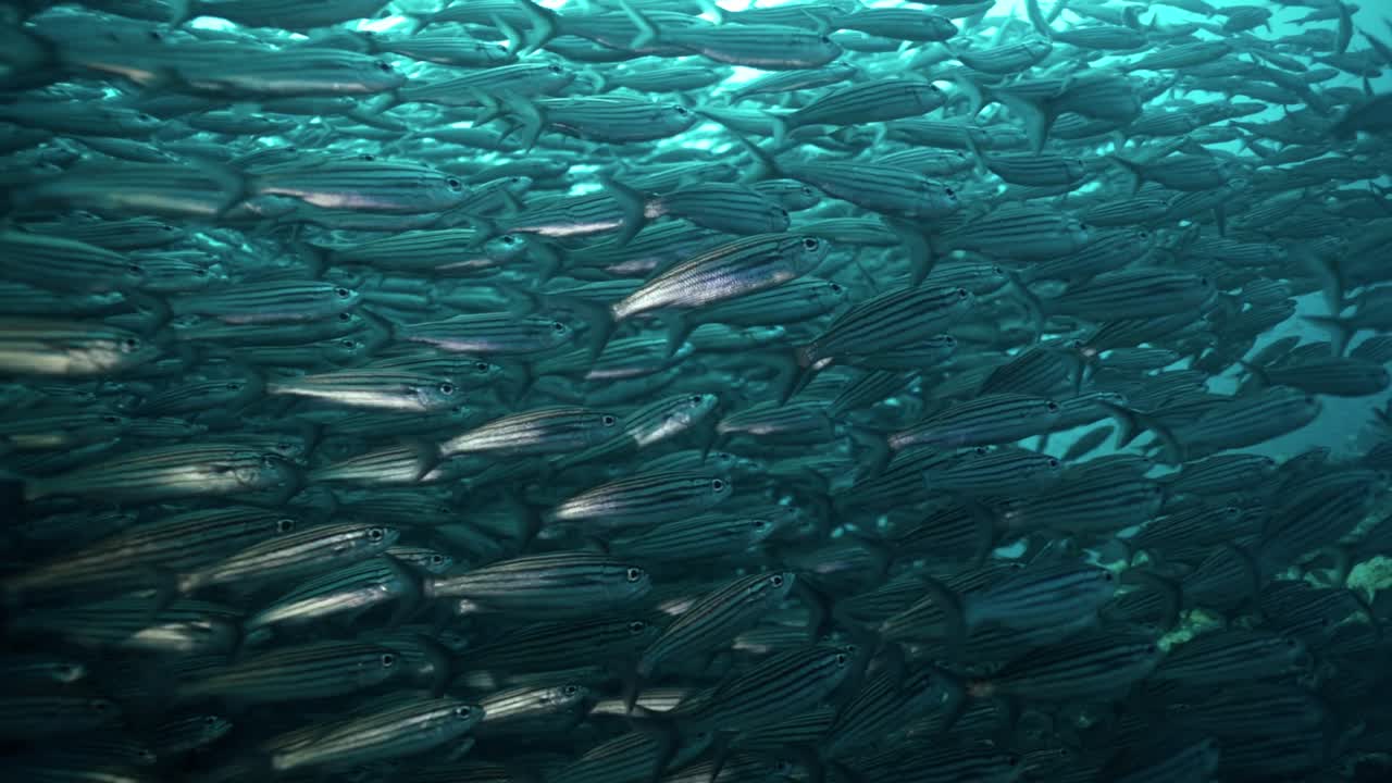A mesmerizing video capturing a large school of fish swimming in the clear waters of the Galápagos Islands, Ecuador.