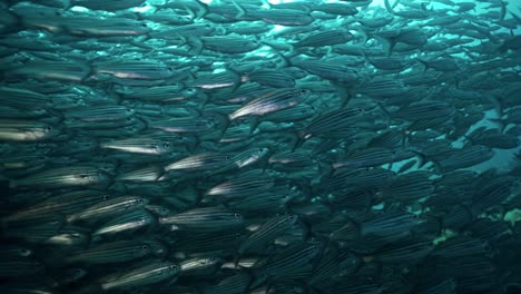 a mesmerizing video capturing a large school of fish swimming in the clear waters of the galápagos islands, ecuador.