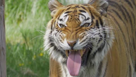 angry bengal tiger roars straight at the camera