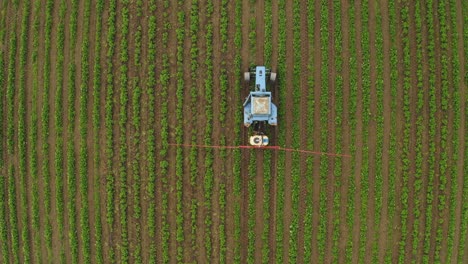 vista de pájaro después de un tractor rociando el campo de fresas contra la enfermedad