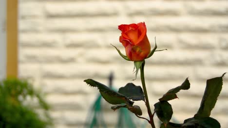 Flor-De-Rosa-Roja-En-El-Jardín-De-La-Casa-Frente-A-La-Pared-Blanca-En-Buggiba,-Malta