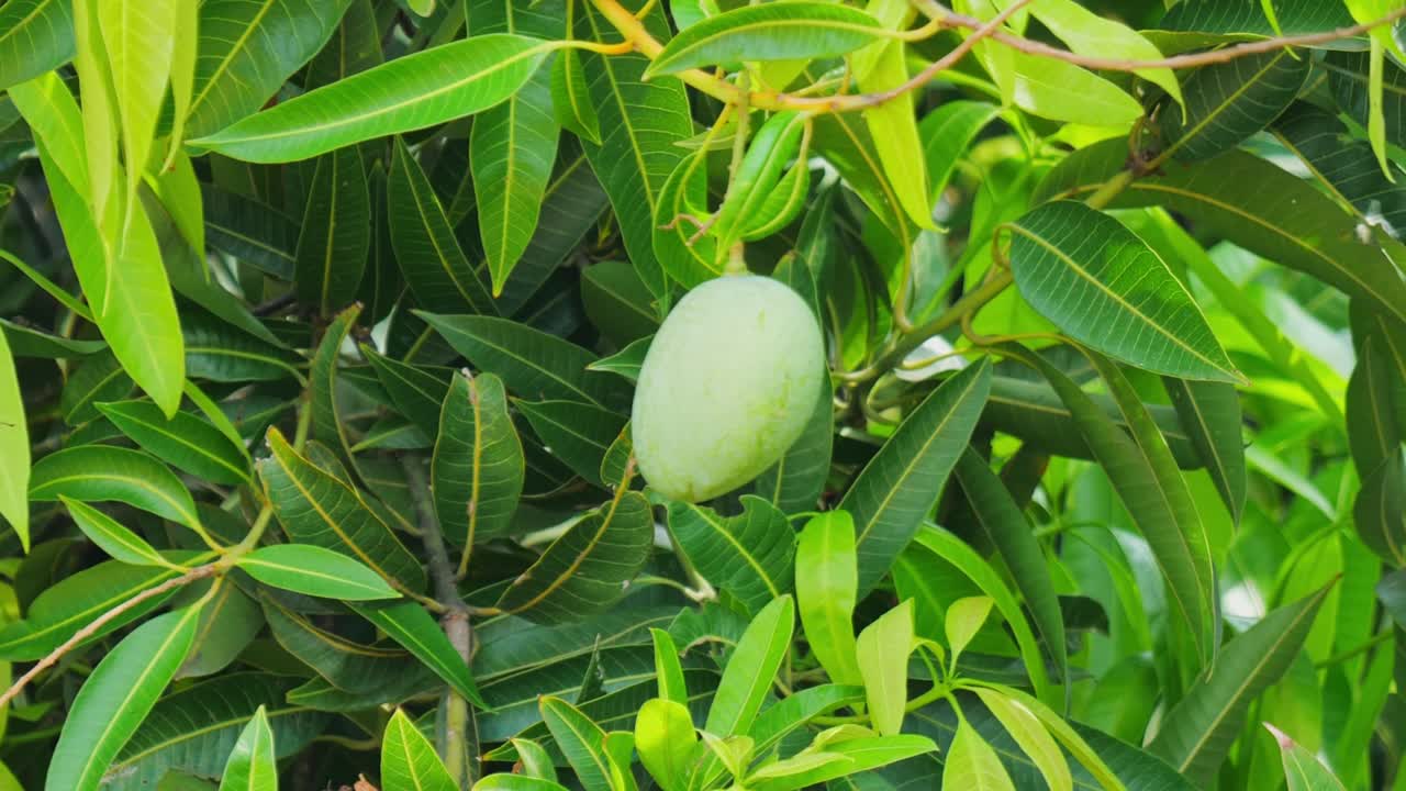 mamidikaya or raw mango with green mango leaves, day time, close up shot, stable shot, 4k.