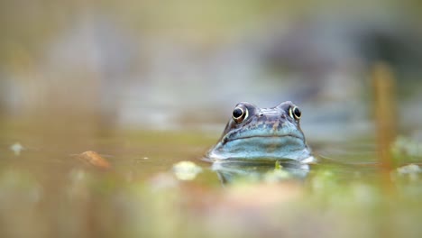 european common frog in a pond in oxford, uk, pumping throat